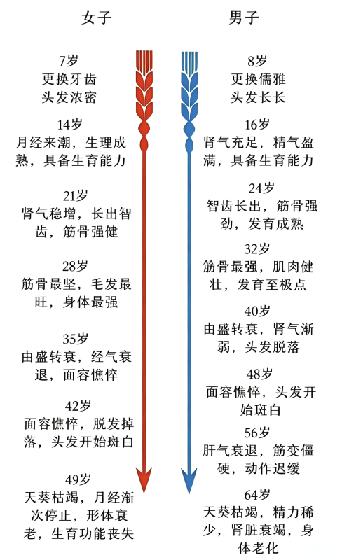 男女衰老时间表对照-洛芃泽